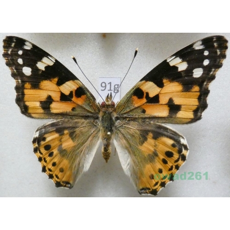 Vanessa cardui (Linnaeus, 1758) Rusałka osetnik Poland91g
